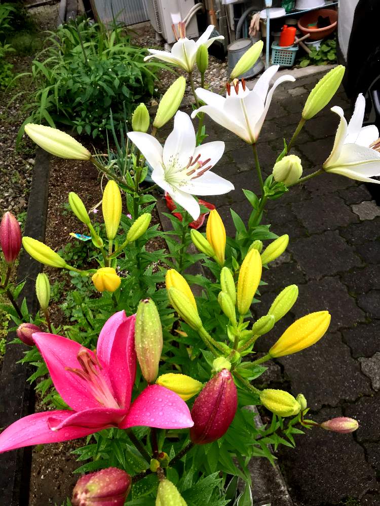 ダイナランドゆり園の投稿画像 By Muginadeshikoさん 百合の花と黄色い花と花のある暮らしと白い花 19月7月2日 Greensnap グリーンスナップ