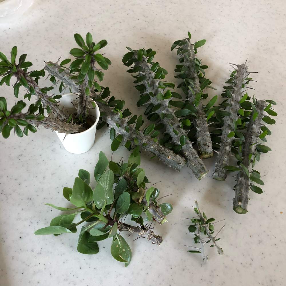 驚きの価格 アローディア コモサ 植物 観葉植物 Malmas In