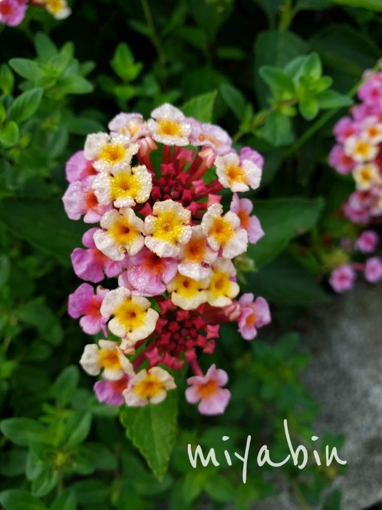 ランタナの投稿画像 By Miyabinさん 花のある暮らしと雪国と侵略的外来種とgs映え 19月7月2日 Greensnap グリーンスナップ