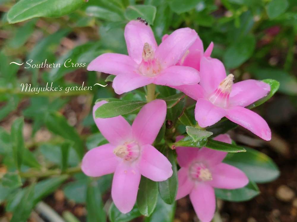 サザンクロスの投稿画像 By まゆっけさん 広い庭と冬越しとピンクの花とgs映えとgs日和と暮らしに花をと日々の生活を丁寧に と花 のある暮らしと夏でも元気な花フォトコンと花が好きとやっぱり花が好き と冬越しとピンクの花とgs映えとgs日和と暮らしに花をと日々の生活