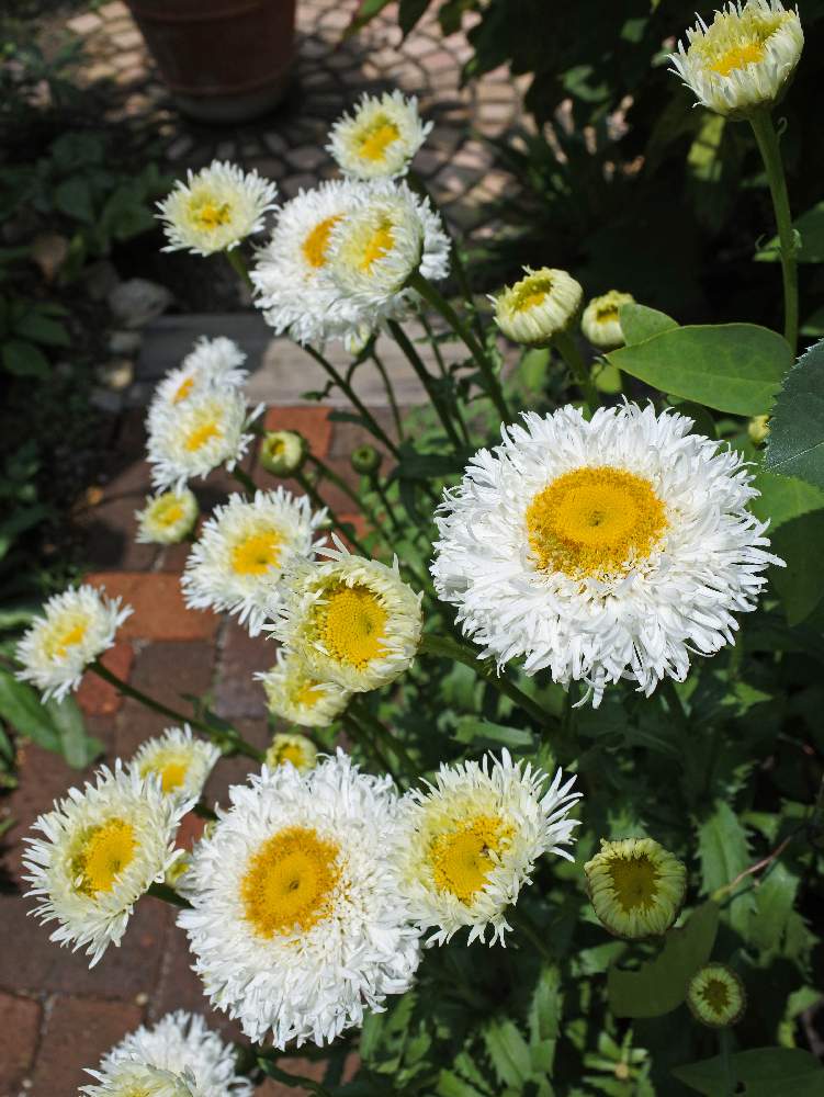 シャスターデージー エンジェリナの投稿画像 By あんころもちさん 小さな庭 19月7月2日 Greensnap グリーンスナップ Greensnap グリーンスナップ