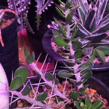 アローディア コモサの画像 by 喜多国 三汰さん | 窓辺とアローディア コモサと植物育成ライトとLED植物育成ライトと植物育成器　LEDと植物育成LEDライトとアローディア属
