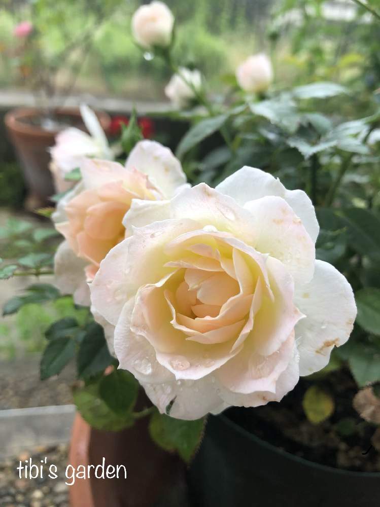 ミニバラの投稿画像 By Tibiさん ミニバラ チュチュオプティマと薔薇愛同盟と四季咲きと花のある暮らしとチュチュオプティマとバラ ミニバラ と京阪園芸とミニバラ 鉢植え 19月7月2日 Greensnap グリーンスナップ