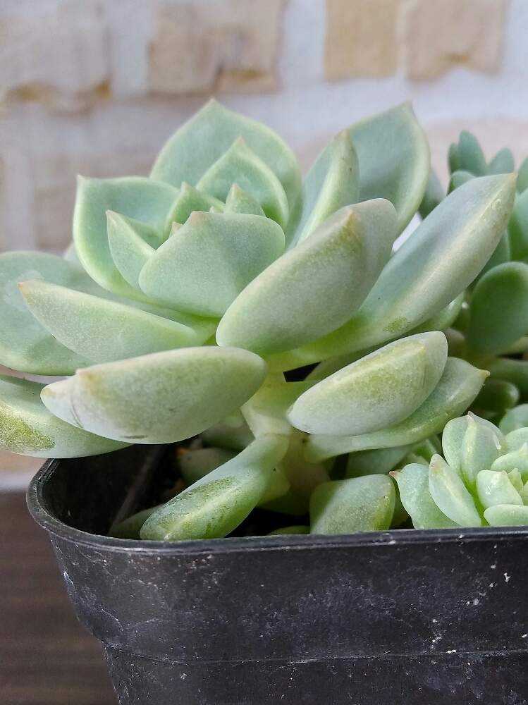 多肉植物の葉挿し 白牡丹編｜🍀GreenSnap（グリーンスナップ）
