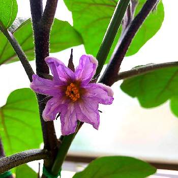 肥料不足の投稿画像一覧 Greensnap グリーンスナップ