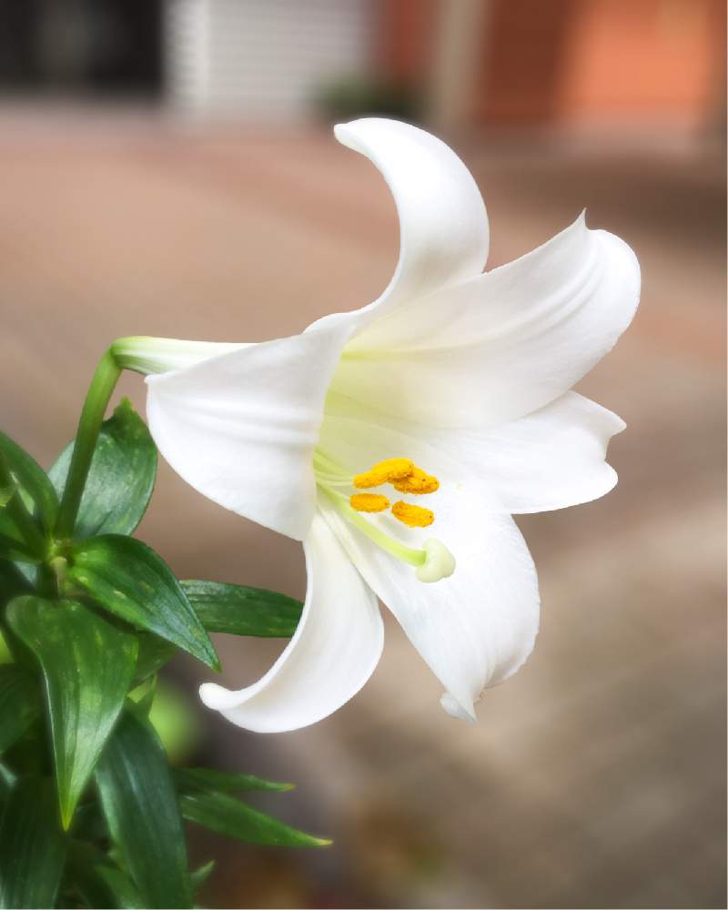 ユリの投稿画像 By Fukunekomaruさん テッポウユリとリュウキュウユリと百合と鉄砲百合とユリ科と白花と白い花とユリの花とiphone撮影としろいはなと白百合と いいね ありがとうと見てくれてありがとう と純白マニア 19月7月2日 Greensnap グリーンスナップ