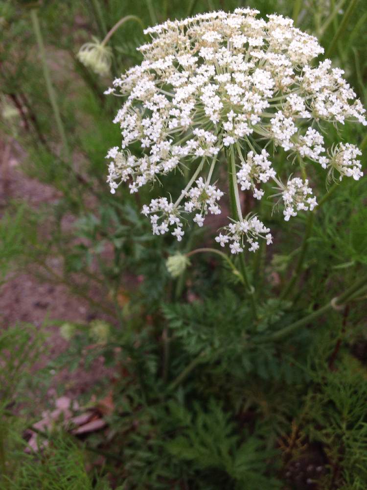 庭の花の投稿画像 By 白南天さん 二年草と山野草とセリ科と一年草 19月7月2日 Greensnap グリーンスナップ