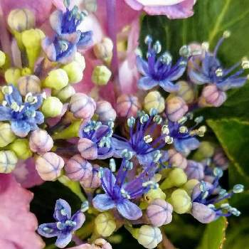 ガクアジサイの真花の投稿画像一覧 Greensnap グリーンスナップ