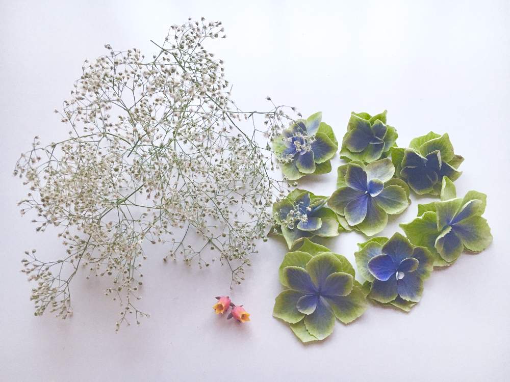 コンペイトウの投稿画像 By みるきーさん 七福神の花と宿根カスミソウとドライフラワーとドライフラワー にする と花のある暮らしと部屋とドライフラワーと ドライフラワー にする と花のある暮らし 19月7月2日 Greensnap グリーンスナップ Greensnap