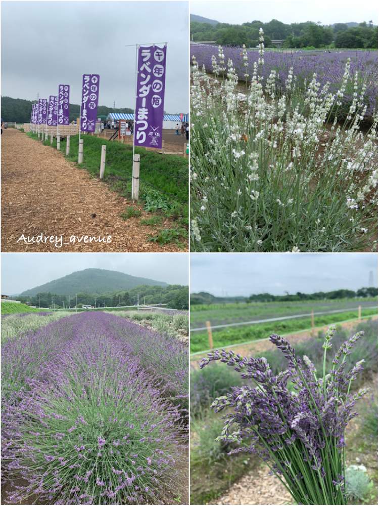 ラベンダーグロッソの投稿画像 By Audreyさん ラベンダー ロングホワイトとお気に入り と今日の一枚とナチュラルスタイルと12月生まれ と花のある暮らしと大人かわいい とラベンダー摘み とらんざんラベンダーまつり 19月7月2日 Greensnap グリーンスナップ