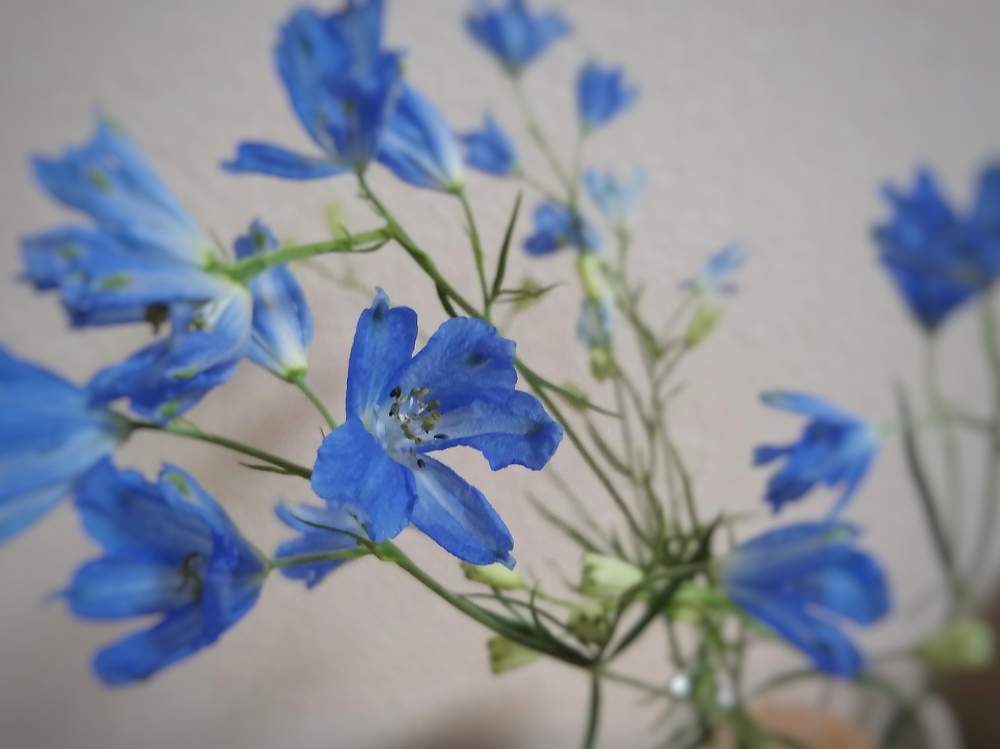 デルフィニウムの投稿画像 By なずなさん 水色の花とプレゼントと気品と青色の花と花のある暮らしと切り花と窓辺カフェ 19月7月2日 Greensnap グリーンスナップ