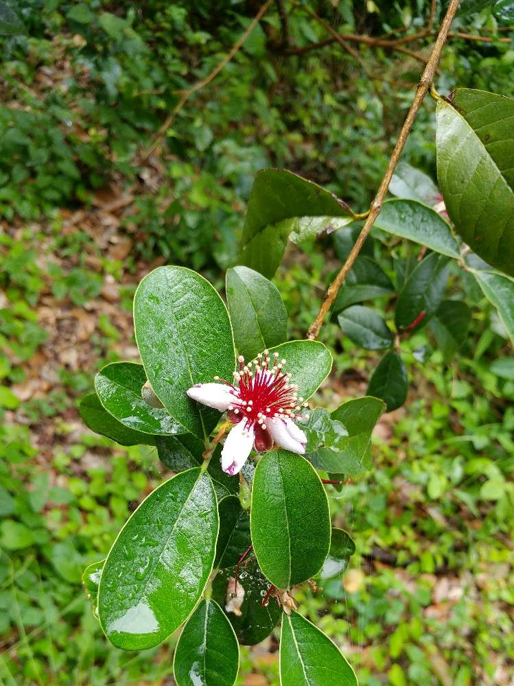 夏でも元気な花フォトコンの投稿画像 By 葉っぱ好きさん 19月7月2日 Greensnap グリーンスナップ