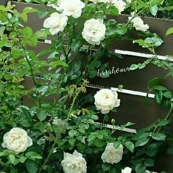 バラ サマーメモリーズの画像 by Kasakomaさん | 小さな庭とバラ サマーメモリーズと薔薇愛同盟とロゼット咲きとお庭を彩るお花・樹木フォトコンとバラのある暮らしと植中毒と四季咲きと花のある暮らしと２番花とバラ・ミニバラと中輪と地植えと夏でも元気な花フォトコンと2019kasakomaのバラ