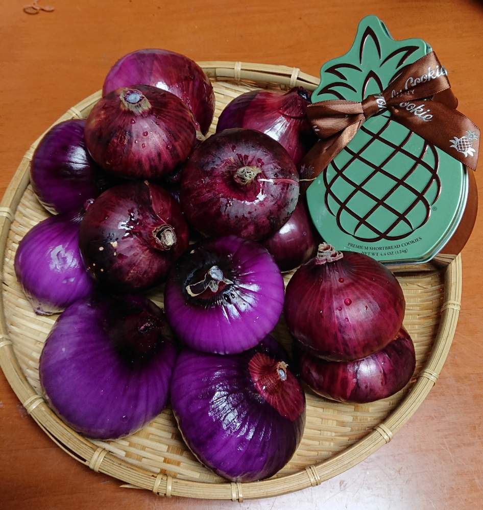 紫玉ねぎの投稿画像 By こてきちさん 美味しい とうまっ と健康と元気と紫の野菜と丹波篠山産 19月7月2日 Greensnap グリーンスナップ