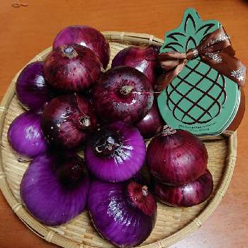 紫玉ねぎの投稿画像一覧 Greensnap グリーンスナップ