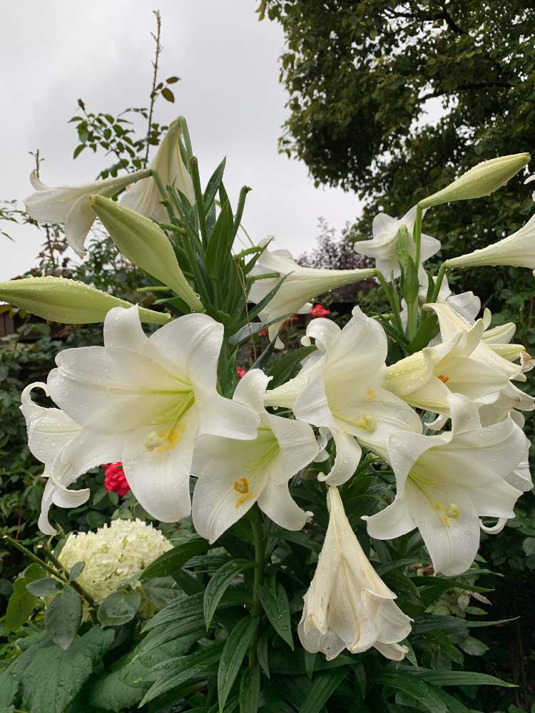 背の高い花の投稿画像 By シゲルさん 迫力の植物と元気のでる花と横浜イングリッシュガーデンとクレナムの花と花のある暮らし 19月7月3日 Greensnap グリーンスナップ