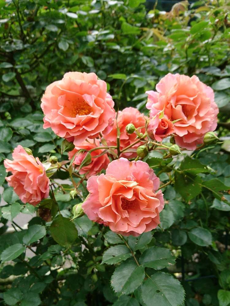 バラ サンセットグロウの投稿画像 By ちっちさんさん バラのある暮らしとつるバラと薔薇のある暮らし と花のある暮らしとちっちローズとサンセットグロウ バラとバラの花 二番花 19月7月3日 Greensnap グリーンスナップ