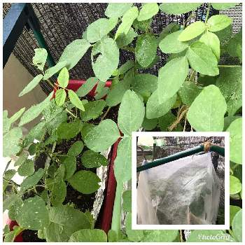 摘芯 断根の投稿画像一覧 Greensnap グリーンスナップ