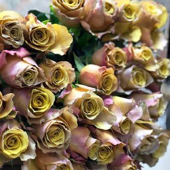 バラの名前の投稿画像一覧 Greensnap グリーンスナップ