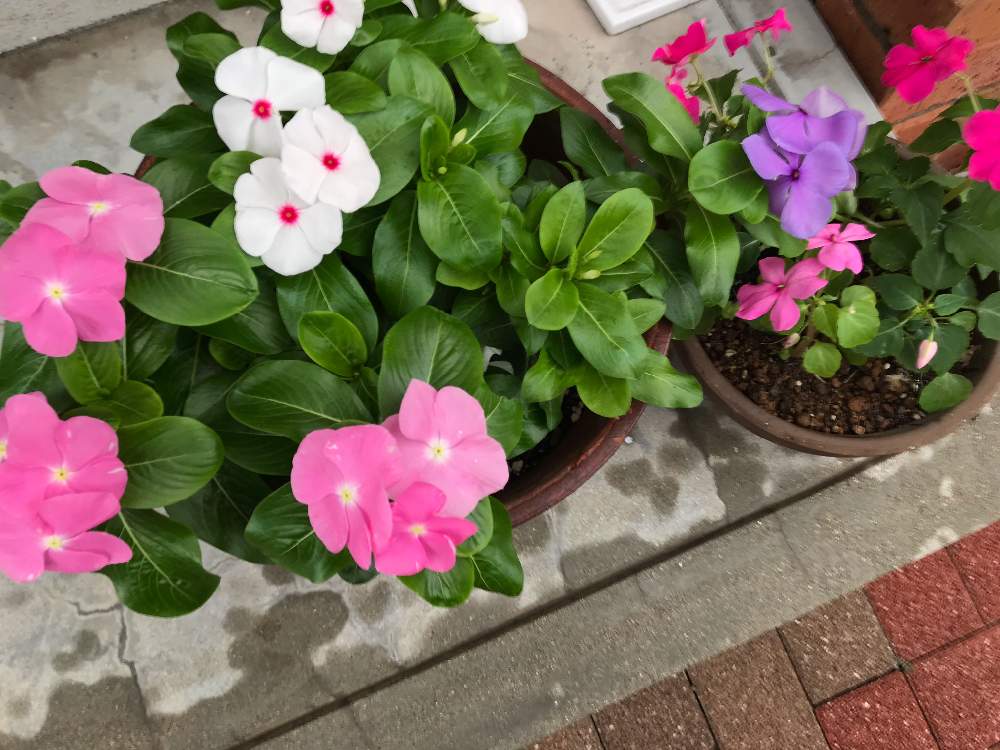 インパチェンスの投稿画像 By キコさん ニチニチソウとカラフルと初心者と花のある暮らしとかわいいと雨降りの日 19月7月3日 Greensnap グリーンスナップ