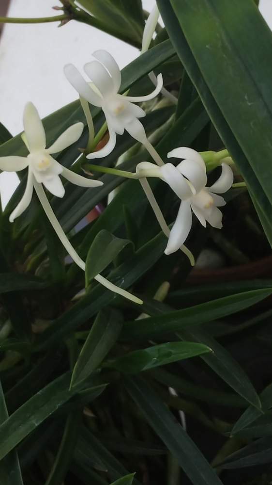 風蘭の投稿画像 By Kasumiさん フウキランとフウラン 富貴蘭 と芳香と日本の蘭と山野草と美しいといいにおい と鉢植えとらんと小さい花と花のある暮らしとかわいいと白い花とかわいいな 19月7月3日 Greensnap グリーンスナップ