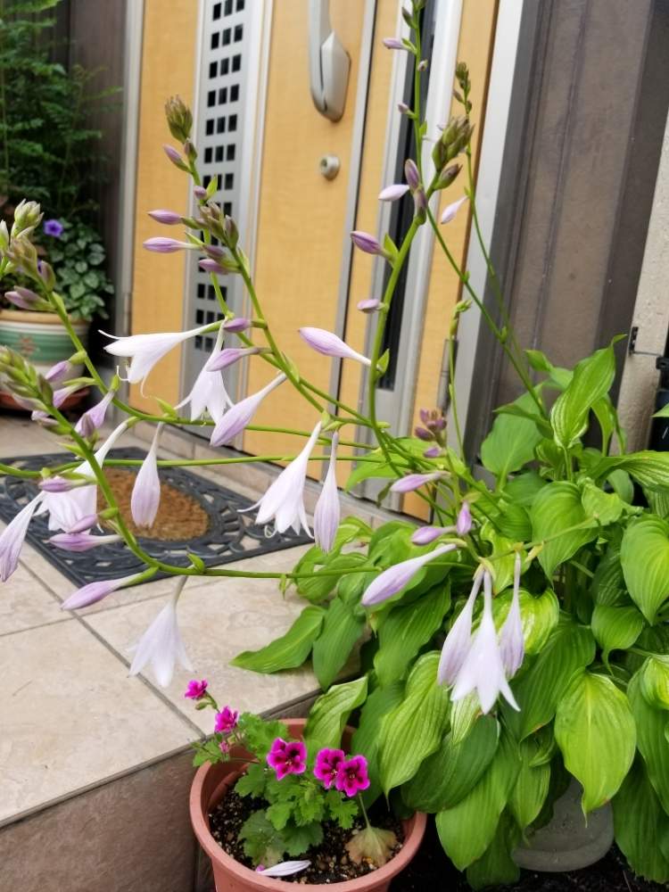 ギボウシ ホスタ の投稿画像 By るふにふさん 鉢植えと玄関でお出迎え 19月7月3日 Greensnap グリーンスナップ