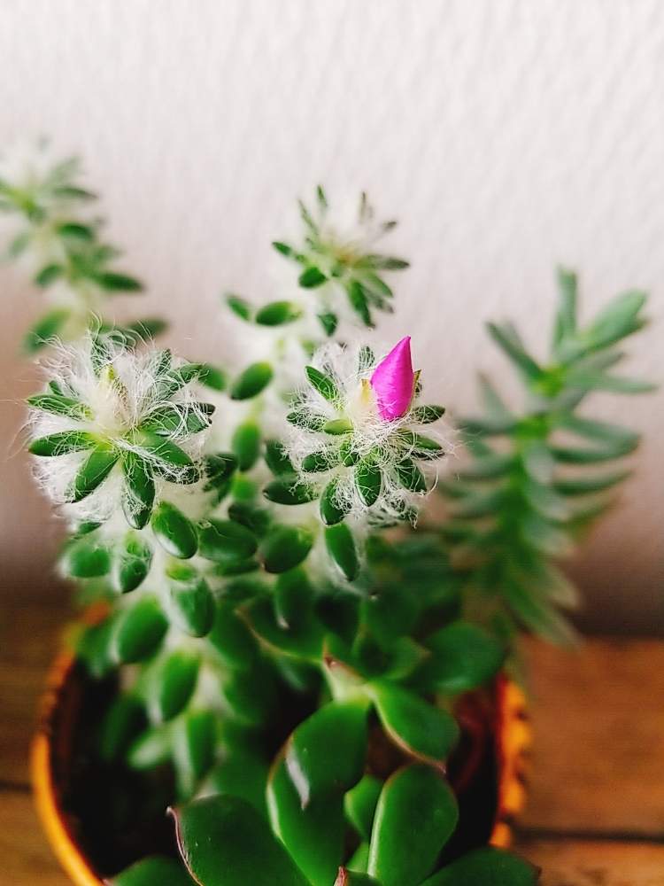 ウェルデルマニーの投稿画像 By L Sさん 花芽とピンクの花ともけもけとピンクと花芽 とポーチュラカリア属 とポーチュラカリアとモフモフと薄毛 19月7月3日 Greensnap グリーンスナップ
