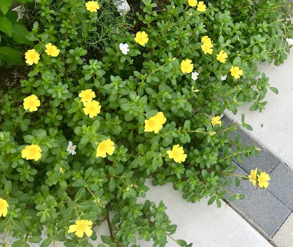 ポーチュラカの投稿画像 By みなさん グランドカバーと黄色い花と花のある暮らし 19月7月3日 Greensnap グリーンスナップ