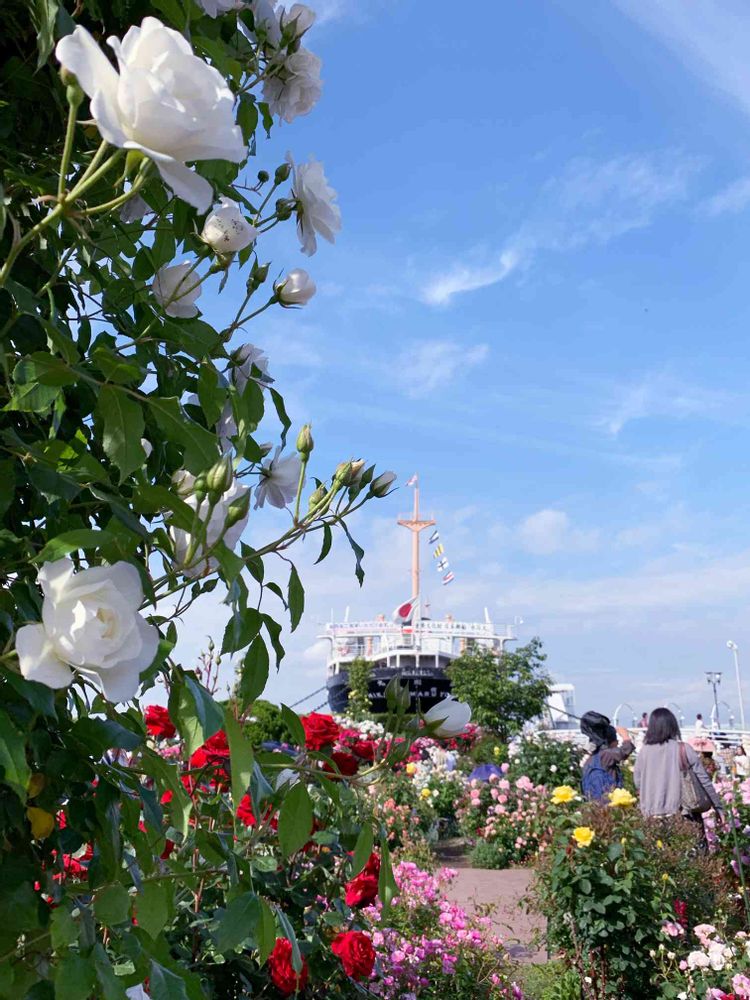 とぱーずさんの山下公園への投稿