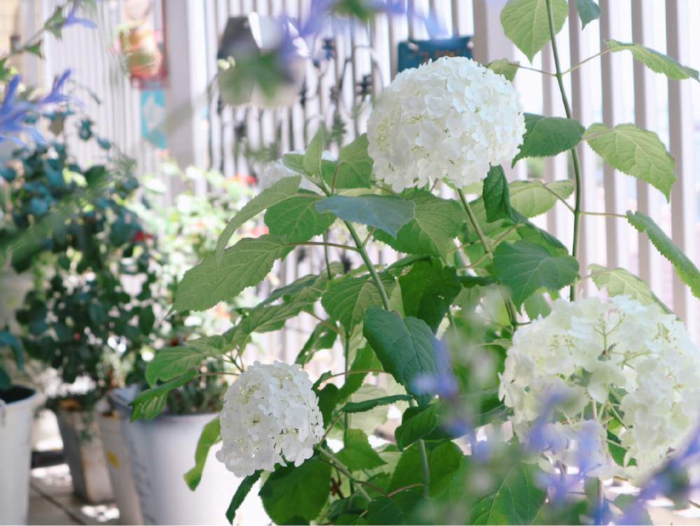 アナベルの投稿画像 By Nao S Terraceさん ベランダガーデニングと梅雨の花と紫陽花 アジサイ あじさいと花のある暮らしと白い花とやっぱり花が好き とお庭を彩るお花 樹木フォトコン 19月7月4日 Greensnap グリーンスナップ