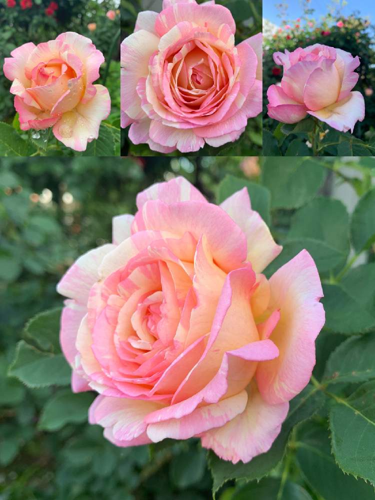 ペッシュボンボンの投稿画像 By きくさん バラのある暮らしとピンク色の花とガーデニングと花のある暮らしと薔薇 19月7月4日 Greensnap グリーンスナップ