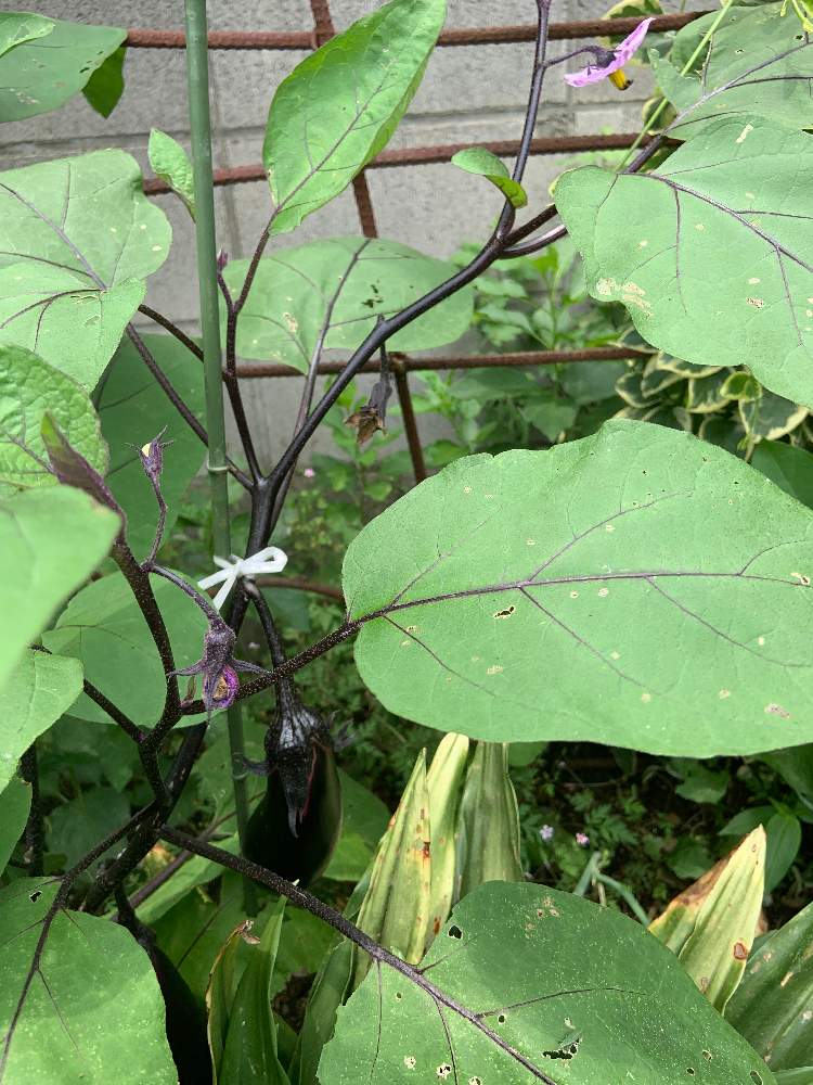 ナス 実 の投稿画像 By モアイさん ナス 花 19月7月4日 Greensnap グリーンスナップ