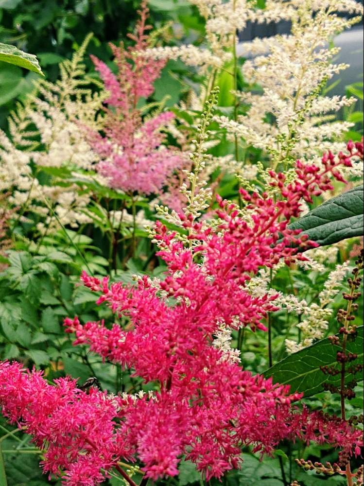 ふわふわの投稿画像 By ゆずさん ピンクの花と癒しと可愛い花と綺麗と花のある暮らしと緑のある風景 19月7月4日 Greensnap グリーンスナップ