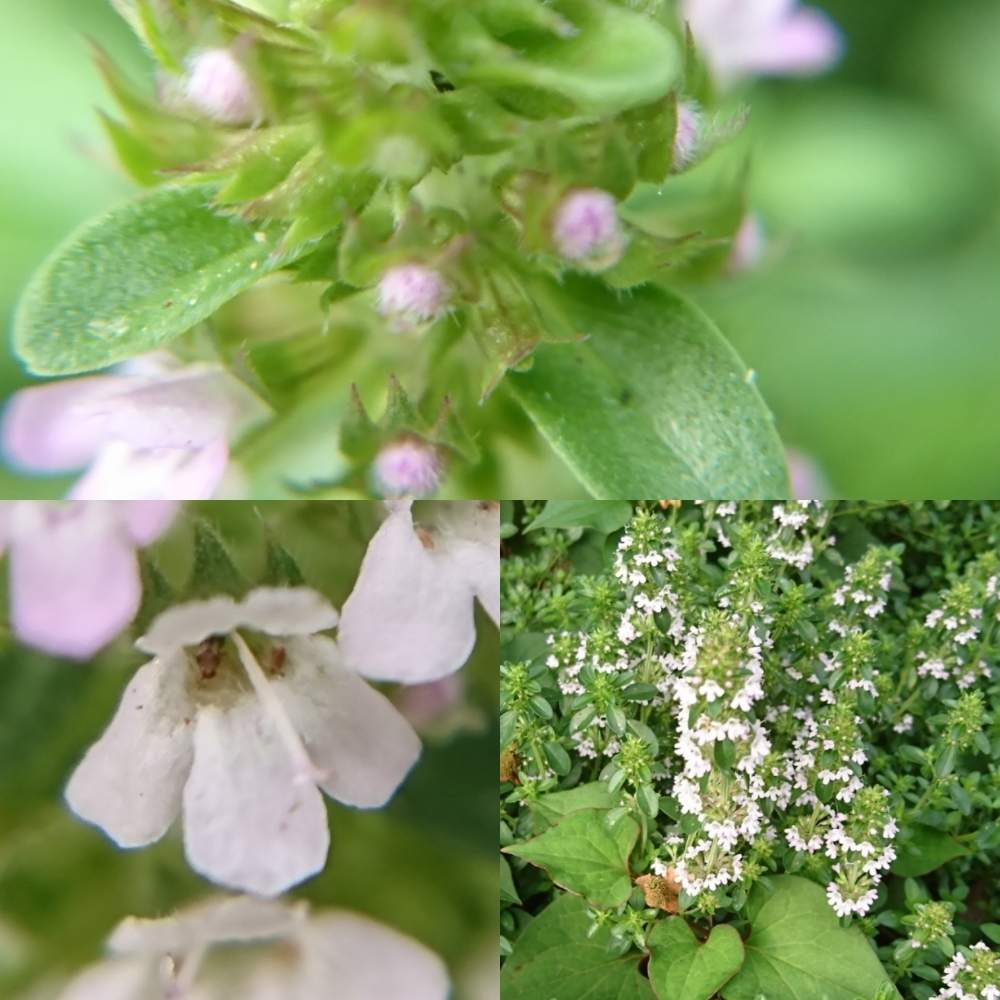 レモンタイムの投稿画像 By さいたまつぼみさん 埼玉のつぼみと埼玉万歳とつぼみと埼玉県と白い花 とお散歩とお出かけ先と埼玉のつぼみと埼玉万歳とつぼみと埼玉県と白い花とお散歩 19月7月4日 Greensnap グリーンスナップ Greensnap グリーンスナップ