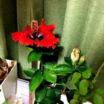 お花ある暮らしの画像 by ともちきさん | 部屋とハイビスカスと花のある暮らしとお花ある暮らしとフラワー男子