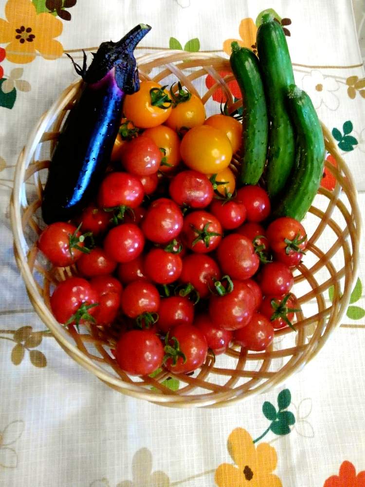 ミニトマトの投稿画像 By Nokonokoさん ミニキュウリとkagome ぷるるん ミニトマト とモニター当選とキュンキュン乙女倶楽部とプランター野菜とカゴメのトマト苗と家庭菜園とgs映えとgs日和とkagomeぷるるんミニトマト とバラと夢clubとカゴメトマト ぷるるん と