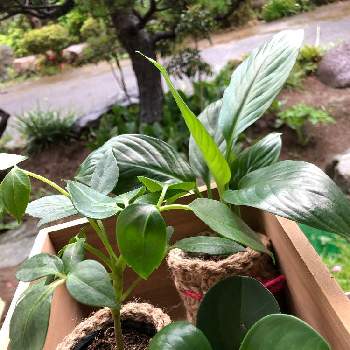 ブラックサイアの投稿画像一覧 Greensnap グリーンスナップ