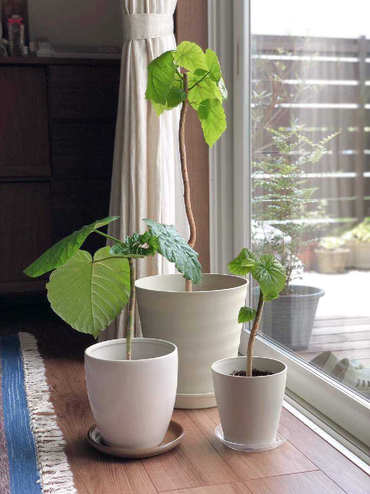 痩せっぽっちのウンベラータ その後 Greensnap グリーンスナップ