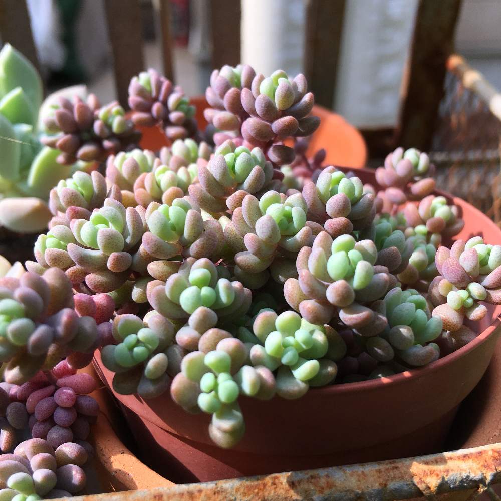 大型姫星美人の投稿画像 By きょこ ブルーさん 多肉植物とセダム属 19月7月4日 Greensnap グリーンスナップ