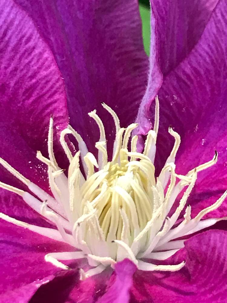 テッセンの投稿画像 By ゴンゴンさん 彩連 さいれん とクレマチスと令和最初の植物と里山大好き協会とgs映えと山野草大好き協会としべ好きと森のがっこうと花のある暮らしと輝け 令和の夏 みんなおいで 19月7月4日 Greensnap グリーンスナップ