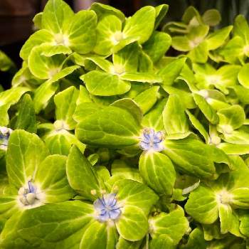 紫陽花 切り花の投稿画像一覧 Greensnap グリーンスナップ