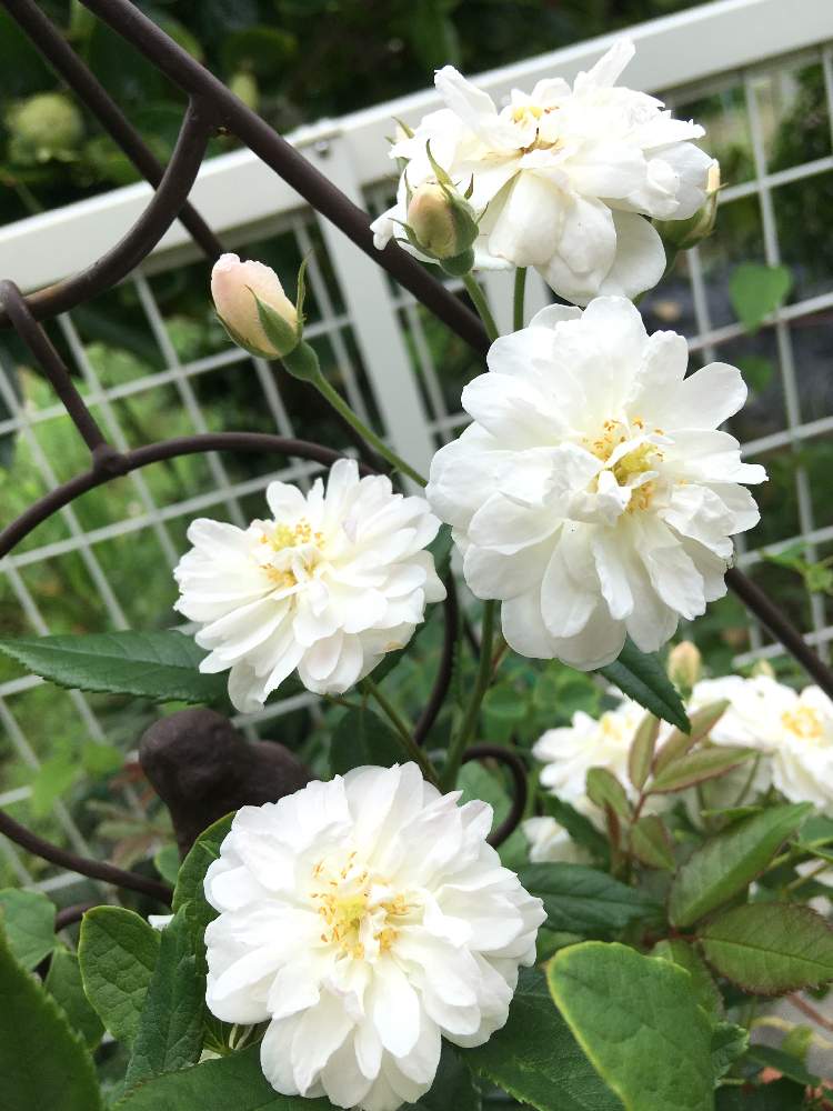 スノーグースの投稿画像 By さぁやさん ばら バラ 薔薇と手作りの庭とマイガーデンとerスノーグース と鉢植えとgreensnapmarcheとガーデニングと咲いたと花のある暮らしといやされるとかわいいな とばら 薔薇 バラとバラ ミニバラとバラ薔薇ばらら 19月7月4日 スノーグースの投稿画像 By さぁやさん ばら バラ 薔薇と手作りの庭とマイガーデンとerスノーグース と鉢植えとgreensnapmarcheとガーデニングと咲いたと花のある暮らしといやされるとかわいいな とばら 薔薇 バラとバラ ミニバラとバラ薔薇ばらら 19月7月4日