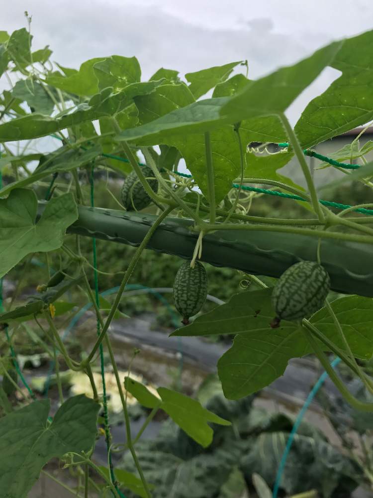 マイクロきゅうりの投稿画像 By Dp106さん 家庭菜園 19月7月4日 Greensnap グリーンスナップ