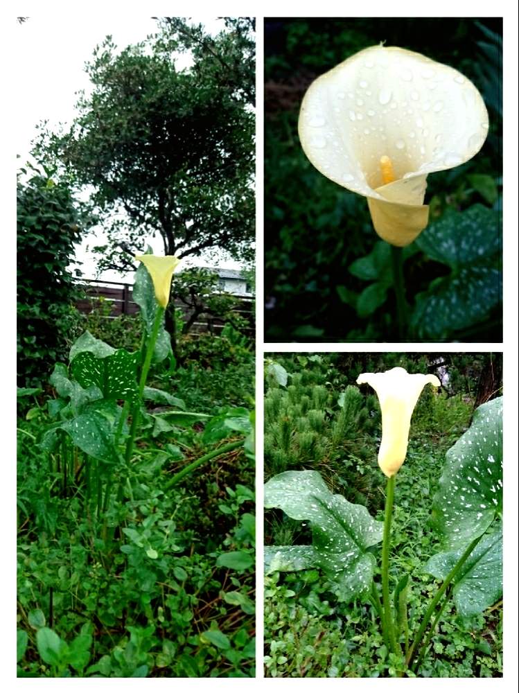 黄色いカラーの投稿画像 By あさがおさん 毎年咲く花とガーデニングと花のある暮らしと球根植物 19月7月4日 Greensnap グリーンスナップ