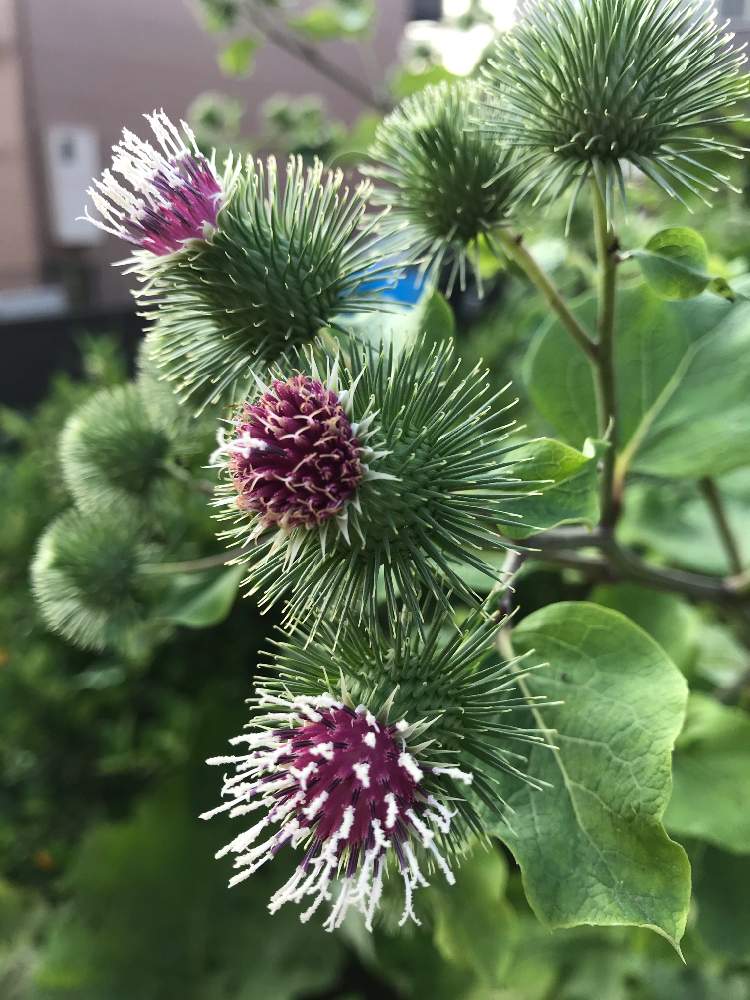 想いもよらぬゴボウの花の投稿画像 By 老マスターさん 2019月7月4日 Greensnap グリーンスナップ