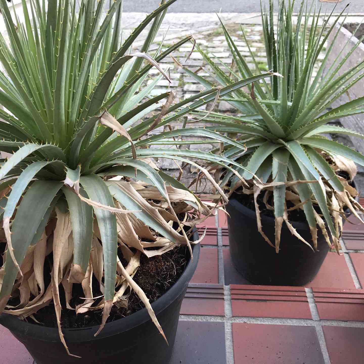 プヤ ベヌスタ A 5ヘッド プヤ ベヌスタの一覧｜🍀GreenSnap（グリーンスナップ）