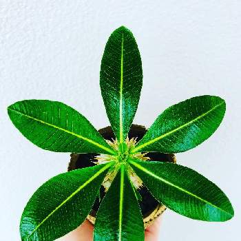 左右対称の投稿画像一覧 Greensnap グリーンスナップ