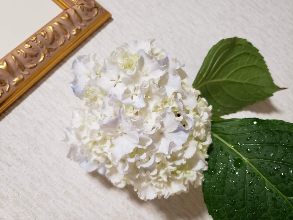 アジサイの投稿画像 By らんらんさん 西洋アジサイ ホワイトレオンとふわふわとみどりのある暮らしと可憐な花とボタニカルライフときれいと今日の一枚と花のある暮らしと白い花と 透き通る美しさとかわいい 19月7月4日 Greensnap グリーンスナップ