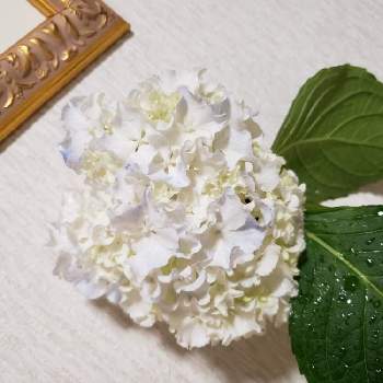 西洋アジサイ ホワイトレオンの投稿画像一覧 Greensnap グリーンスナップ