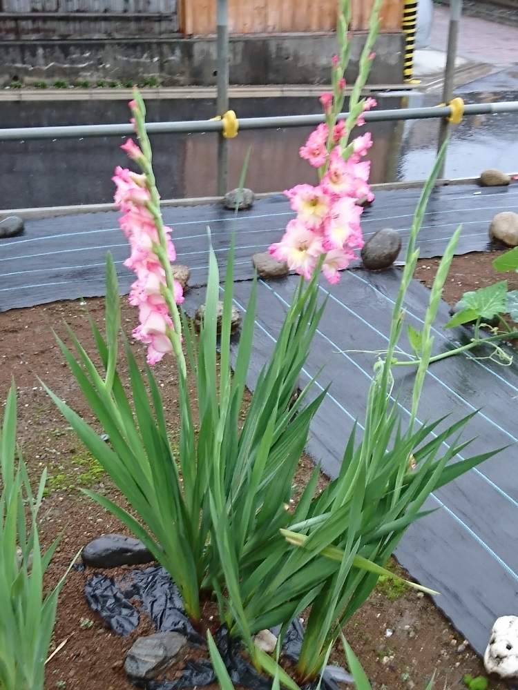 グラジオラスの投稿画像 By さいたまつぼみさん ガリとお出かけ先とピンクの花と通勤中と埼玉県と埼玉万歳とピンクの花と通勤中と埼玉県と埼玉万歳 19月7月5日 Greensnap グリーンスナップ Greensnap グリーンスナップ